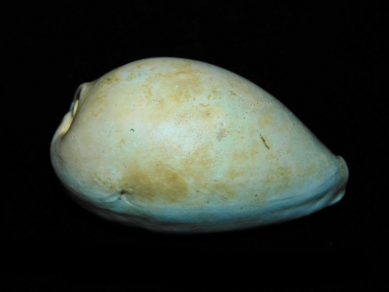 Siphocypraea cannoni 2 3/8” or 59.24mm. "Golden Gate" #17687 - Click Image to Close