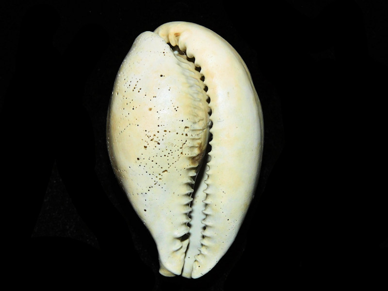 Siphocypraea cannoni 2 3/8” or 59.24mm. "Golden Gate" #17687