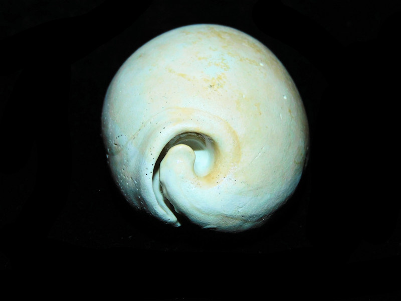 Siphocypraea cannoni 2 3/8” or 59.24mm. "Golden Gate" #17687 - Click Image to Close