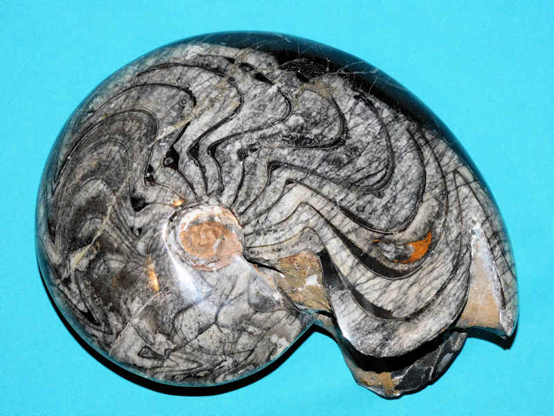 Goniatite Ammonite 10 3/8” or 262mm."Superb Color"#700938