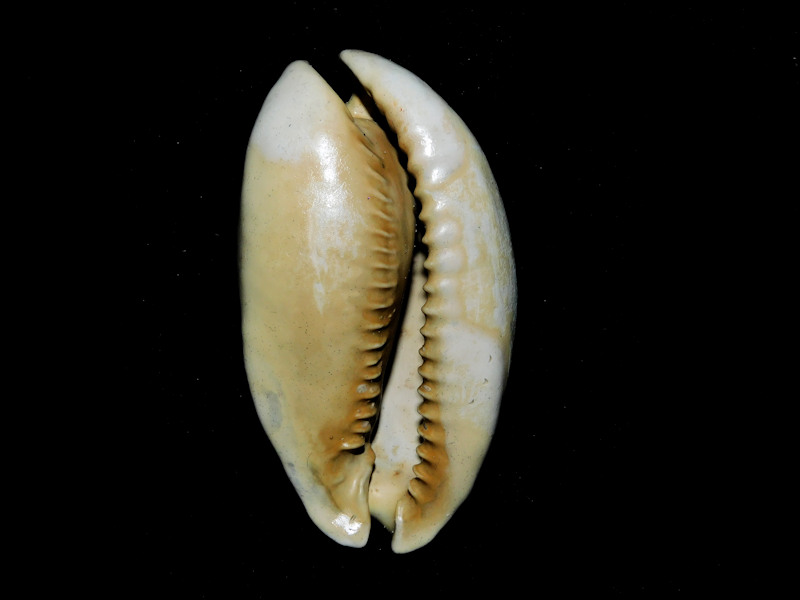 Akleistostoma floridana 2 5/8” or 62.76mm."Gorgeous"600160 - Click Image to Close
