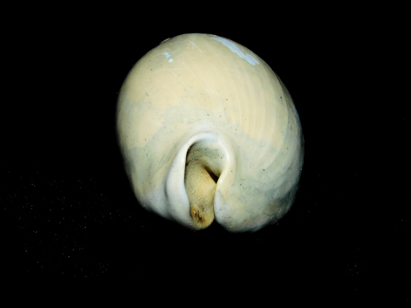 Akleistostoma floridana 2 5/8” or 62.76mm."Gorgeous"600160