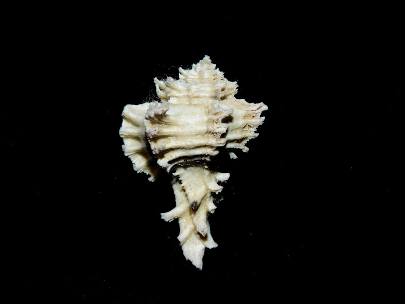 Favartia graceae 1 3/8” or 33.62mm. "Rare Murex" #700430 Favartia graceae 1 3/8” or 33.62mm. "Rare Murex" #700430