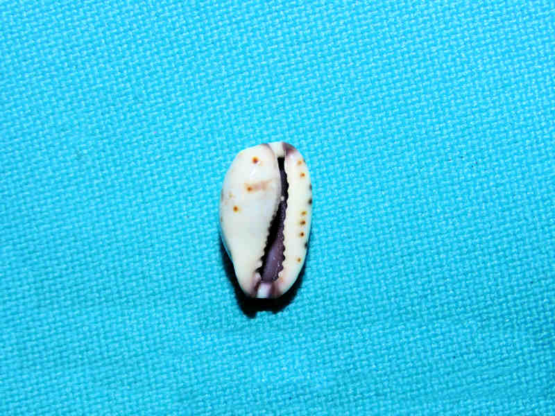 Purpuradusta gracilis notata 13.52mm. Oman #17381