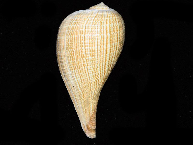 Ficus gracilis 5 ¾” or 146.22mm. 'lovely"#700546 Ficus gracilis 5 ¾” or 146.22mm. 'lovely"#700546