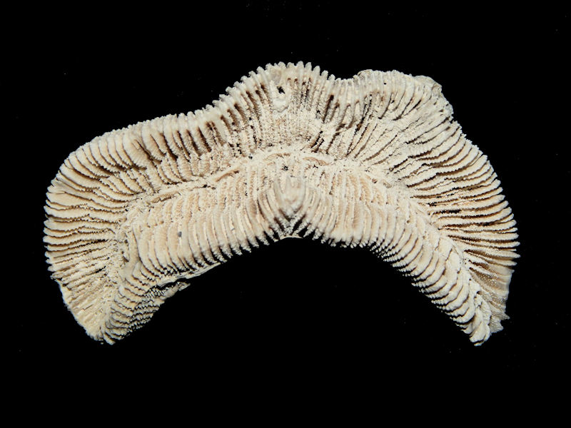 Manicina grandis 2 5/8”-Ultra-Rare Golden Gate-Lot#16276 Manicina grandis 2 5/8”-Ultra-Rare Golden Gate-Lot#16276