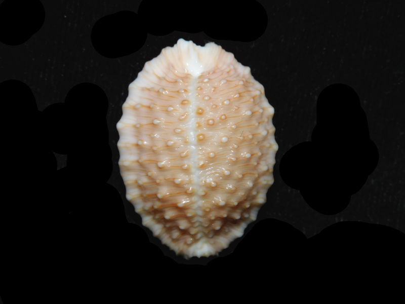 Cypraea granulata 1 ¼” or 29.53mm. Makaha Reef, Oahu, Hawaii LOT#901255JB (image for) Cypraea granulata 1 ¼” or 29.53mm. Makaha Reef, Oahu, Hawaii LOT#901255JB