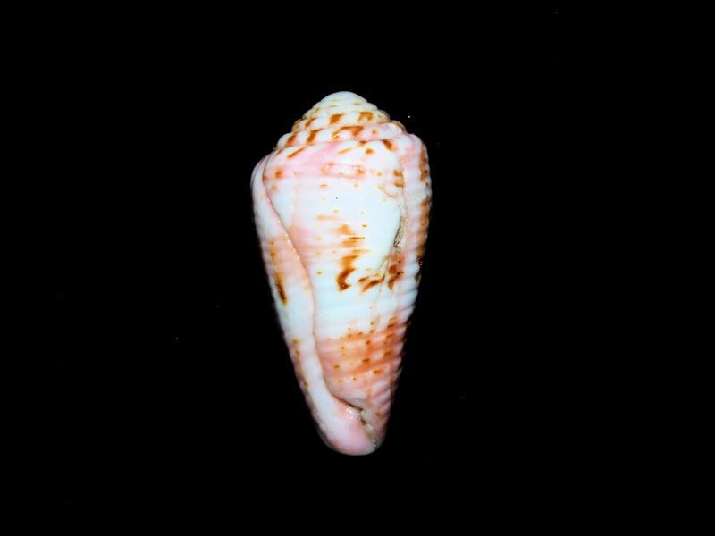 Atlanticonus granulatus 1 3/8” or 33.87mm. "Rare Filler" #17272