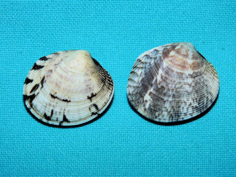 Protothaca grata (2) 1" or 25.14mm & 1" or 26.03mm.Lot#16807 Protothaca grata (2) 1" or 25.14mm & 1" or 26.03mm.Lot#16807