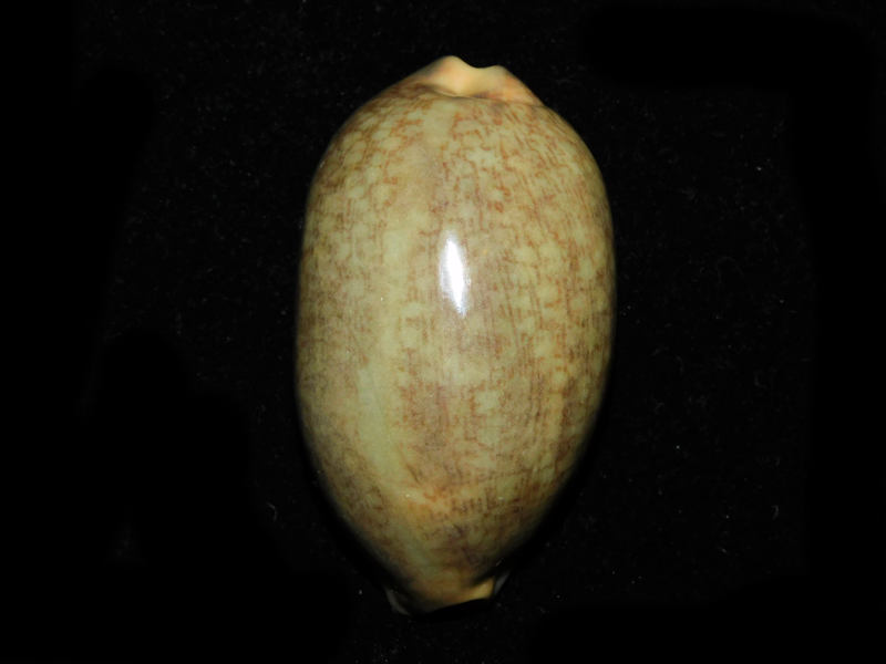 Mauritia grayana 2 ¾’ or 67.17mm."Overglaze"#700223