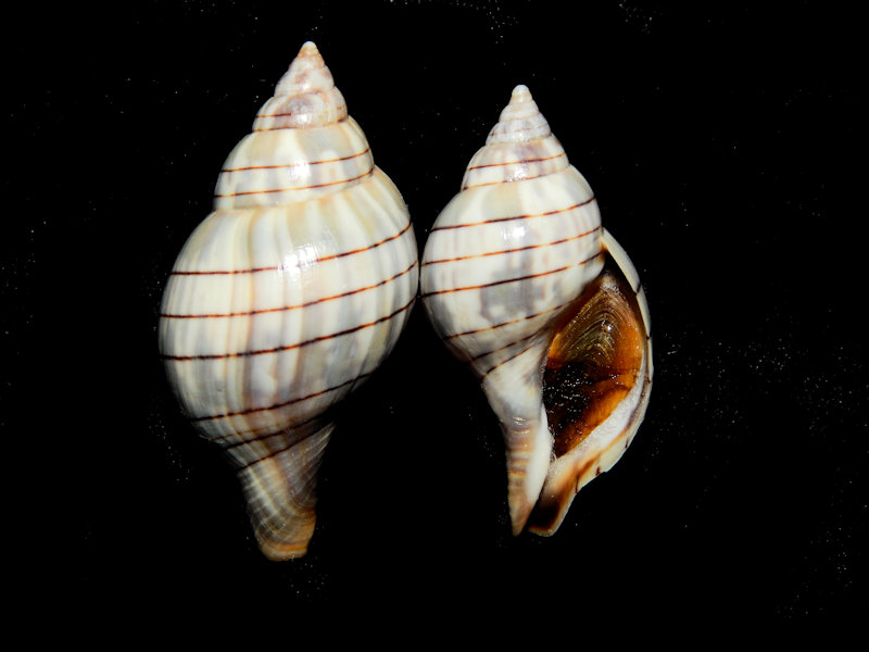 Cinctura hunteria hunteria 2 1/8” & 1 7/8” w/o-Sanibel Lot#16305 Cinctura hunteria hunteria 2 1/8” & 1 7/8” w/o-Sanibel Lot#16305