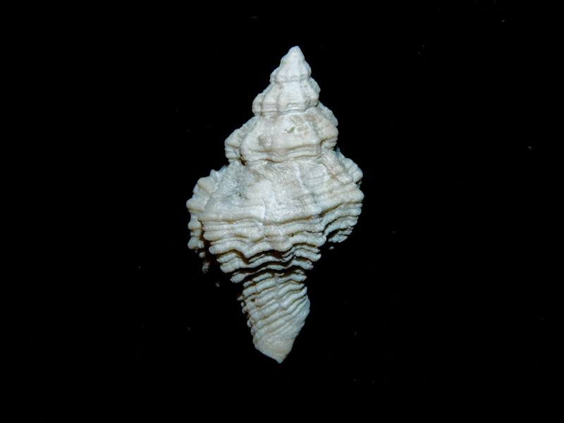Vokesinotus griffini 1 3/8” or 31.99mm.PBA #17417 - Click Image to Close