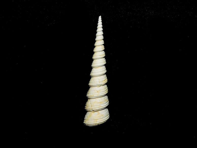 Torcula subgrundifera 2 3/8” or 59.39mm."Alum Bluff"#17582 Torcula subgrundifera 2 3/8” or 59.39mm."Alum Bluff"#17582