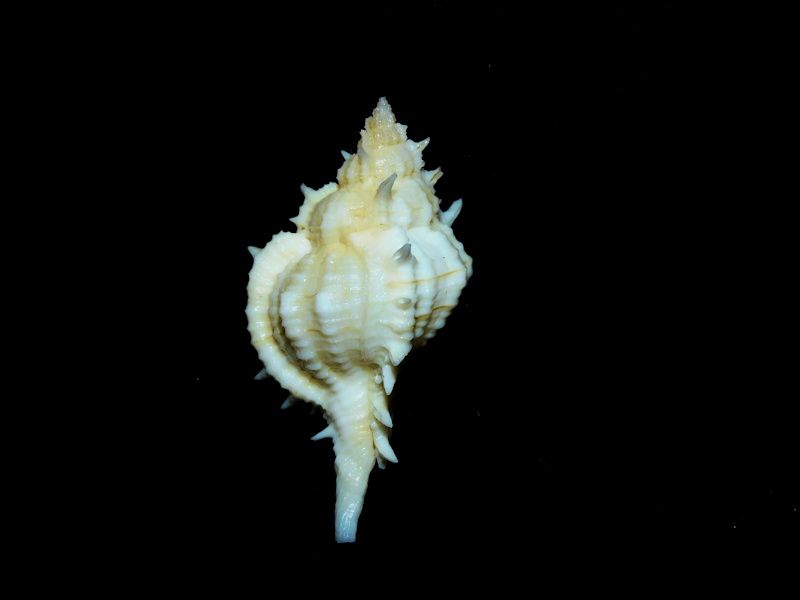Siratus ciboney 1 5/8” or 40.19mm. "Guadeloupe"#700190 Siratus ciboney 1 5/8” or 40.19mm. "Guadeloupe"#700190