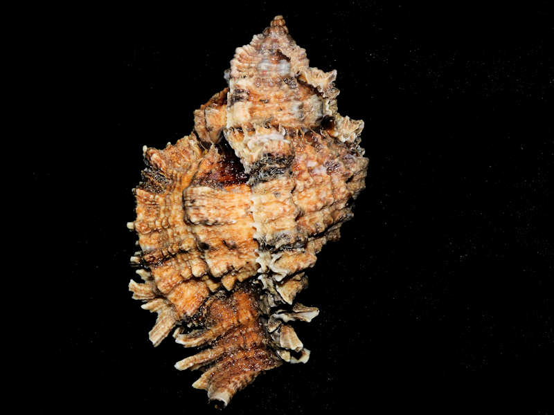 Phyllonotus pomum 4 1/8” or 101.32mm. w/o "Guadeloupe" #700183 Phyllonotus pomum 4 1/8” or 101.32mm. w/o "Guadeloupe" #700183