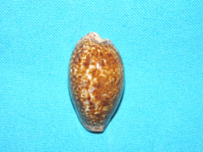 Pseudozonaria annetae 1 5/8” or 38.59mm. Guaymas #700953