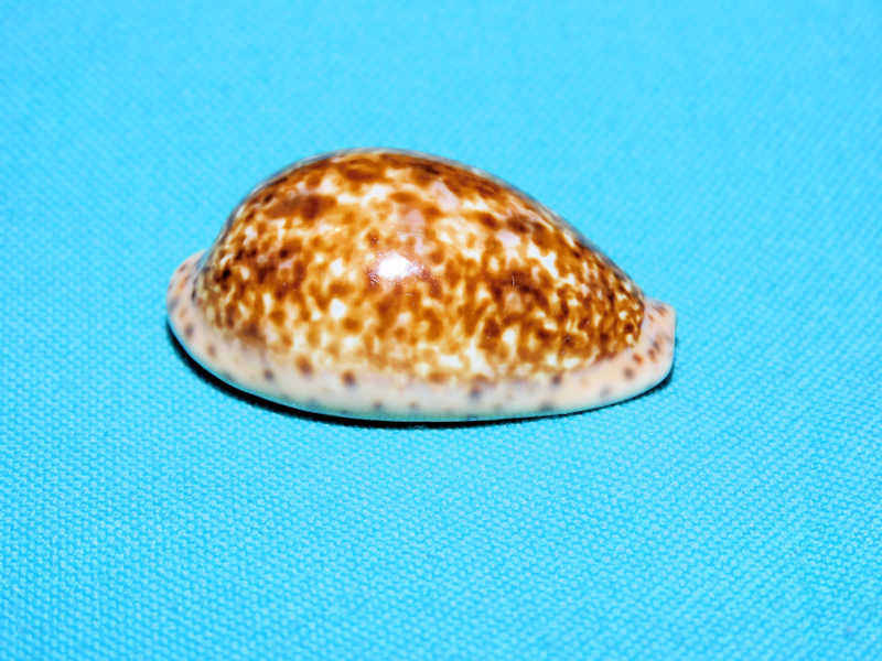 Pseudozonaria annetae 1 5/8” or 38.59mm. Guaymas #700953 - Click Image to Close