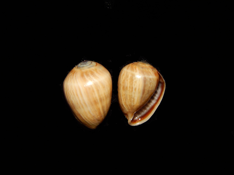 A generic image