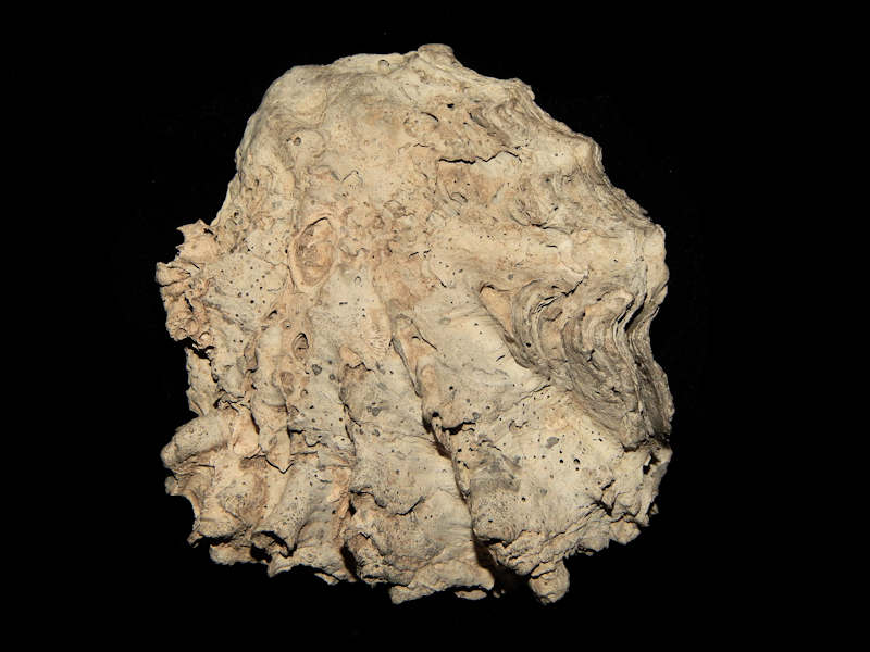 Hyotissa haitensis 3 3/8"-Apac Pit Choice-Lot#15785 Hyotissa haitensis 3 3/8"-Apac Pit Choice-Lot#15785