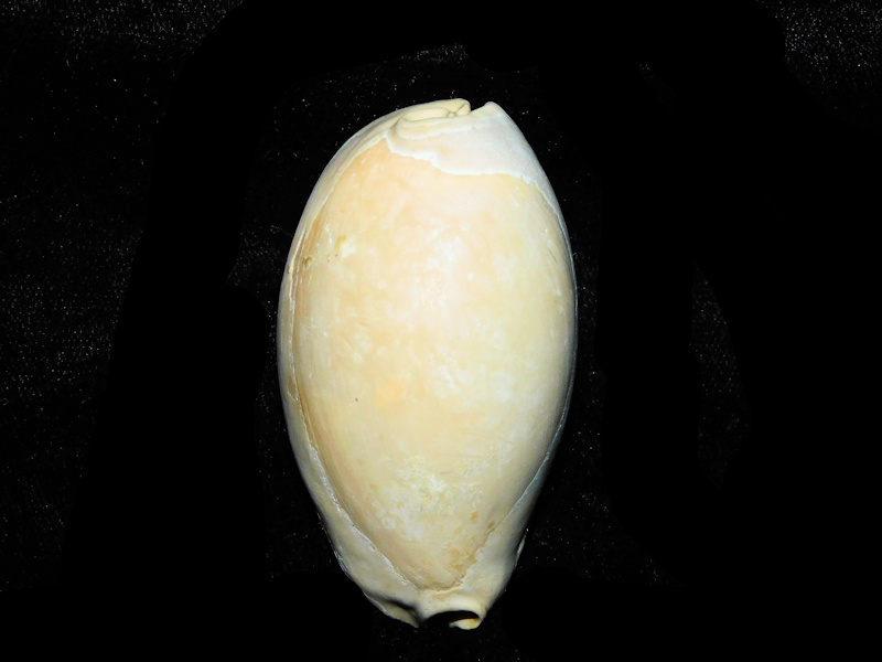 Siphocypraea haleyorum 2 1/2” or 60.08mm. 'Beautiful"#17761 Siphocypraea haleyorum 2 1/2” or 60.08mm. 'Beautiful"#17761