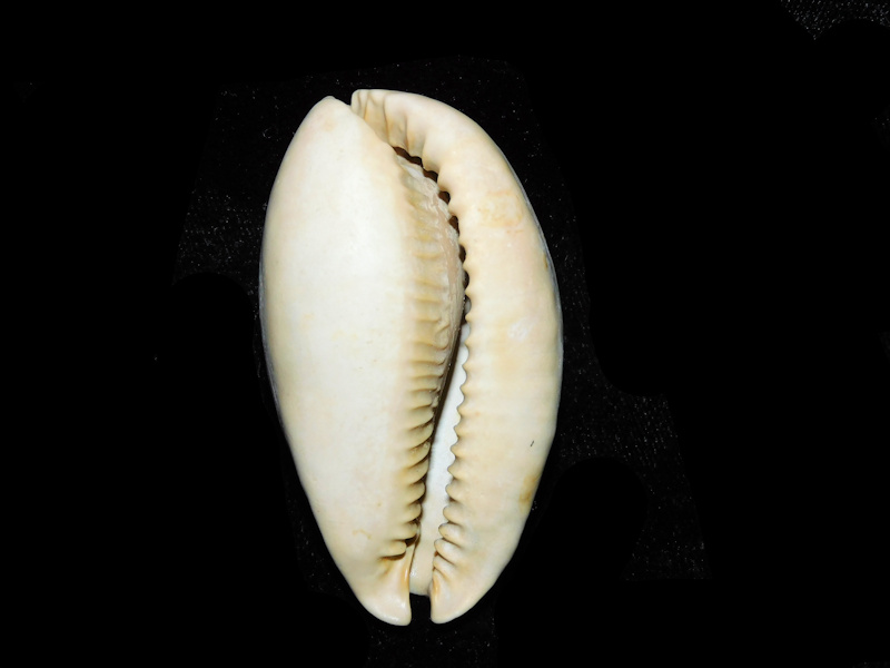 Siphocypraea haleyorum 2 1/2” or 60.08mm. 'Beautiful"#17761 - Click Image to Close