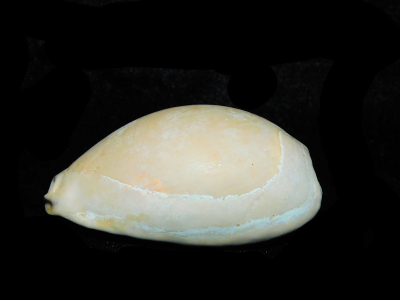 Siphocypraea haleyorum 2 1/2” or 60.08mm. 'Beautiful"#17761 - Click Image to Close