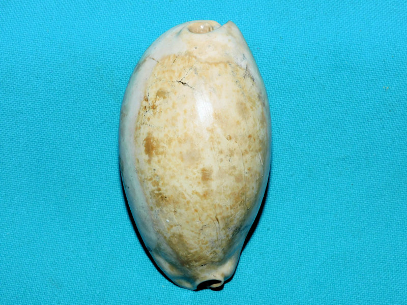 Siphocypraea haleyorum 3” or 76.37mm. "Large" #800059 Siphocypraea haleyorum 3” or 76.37mm. "Large" #800059