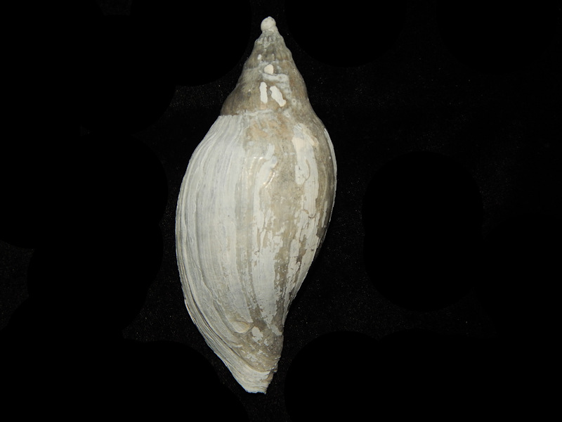 Volutifusus halscotti 5 ¼”-Unusual Variant Rare-Lot#16093 Volutifusus halscotti 5 ¼”-Unusual Variant Rare-Lot#16093