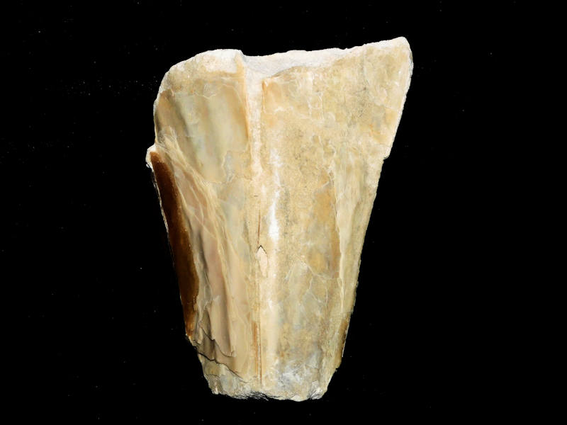 Atrina harrisi 4 7/8” or 123.10mm"Ultra-Rare Golden Gate" #17354 Atrina harrisi 4 7/8” or 123.10mm"Ultra-Rare Golden Gate" #17354
