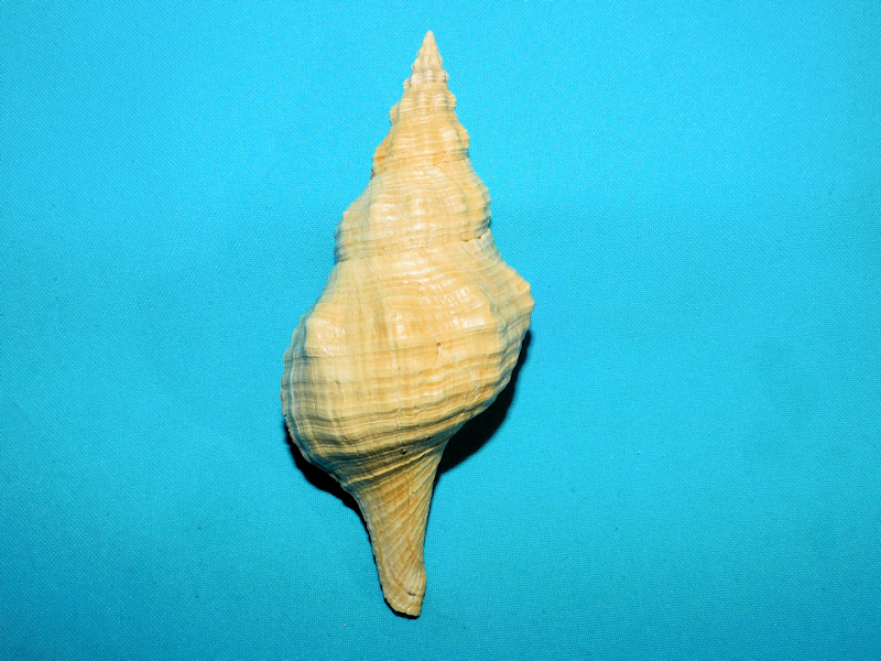 Triplofusus harveyensis 5 ¾” or 145.86mm. Ultra-Rare#800035 Triplofusus harveyensis 5 ¾” or 145.86mm. Ultra-Rare#800035