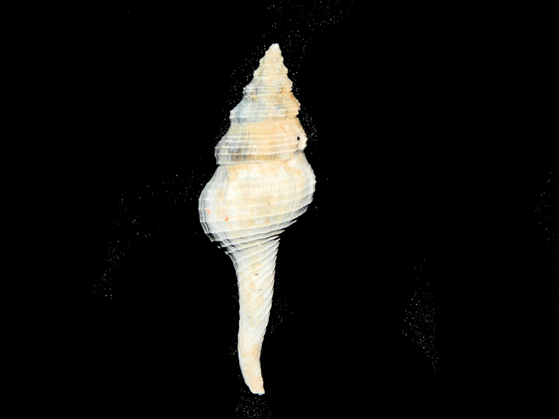Heiprinia hasta 2 7/8” -Fruitville Member-Lot#16544 Heiprinia hasta 2 7/8” -Fruitville Member-Lot#16544