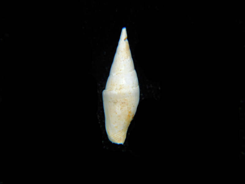 Mitrella hayesorum 16.40mm."Farley Creek Chipola" Lot#17905 (image for) Mitrella hayesorum 16.40mm."Farley Creek Chipola" Lot#17905