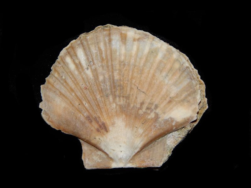 Euvola hemicyclicus- Ochopee Member- Lot # 10711 Euvola hemicyclicus- Ochopee Member- Lot # 10711