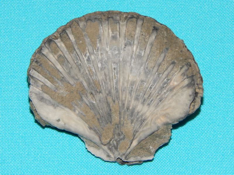 Euvola hemicyclicus 2 5/8"-Ultra Rare Ochopee-Lot # 10382 Euvola hemicyclicus 2 5/8"-Ultra Rare Ochopee-Lot # 10382