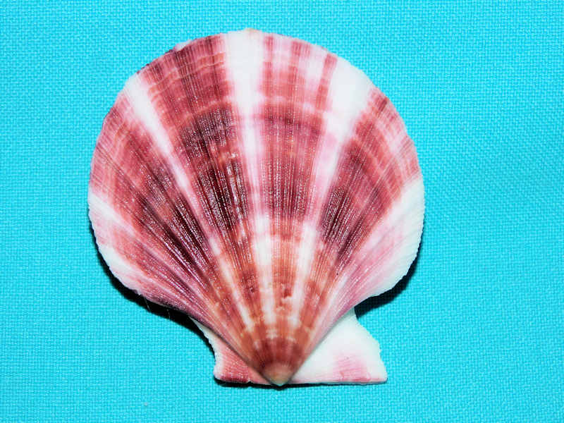 Chlamys hastata hericia 2 5/8” or 64.65mm. Canada #17294