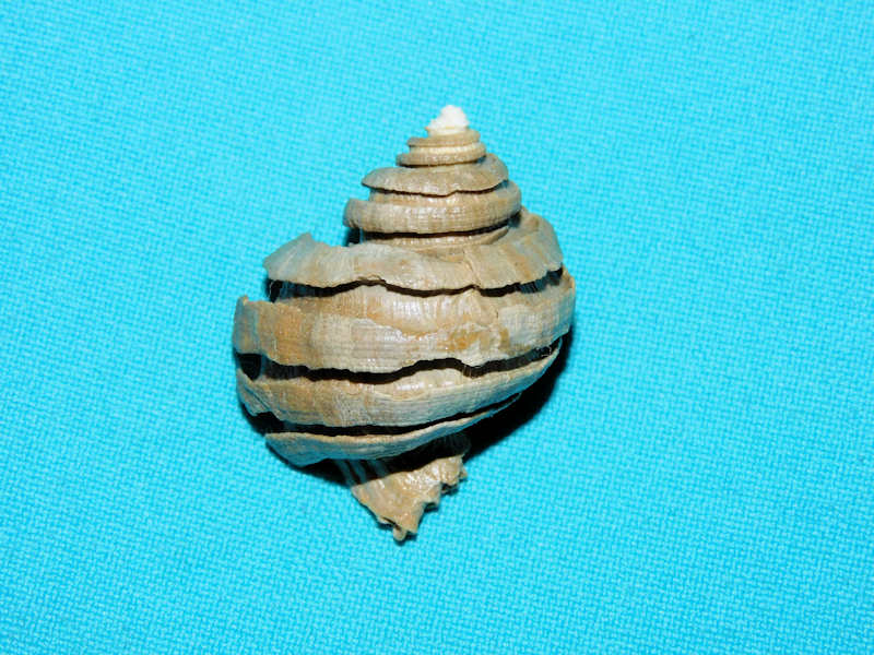 Latecphora bradleyae 1 5/8” or 39.75mm."Ultra-Superb"#700422
