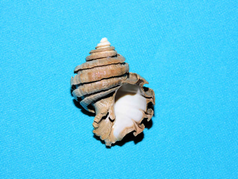 Latecphora bradleyae 1 5/8” or 39.75mm."Ultra-Superb"#700422