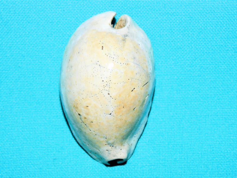 Pseudadusta hertweckorum 2 1/8” or 53.74mm.Rare"#600212 Pseudadusta hertweckorum 2 1/8” or 53.74mm.Rare"#600212