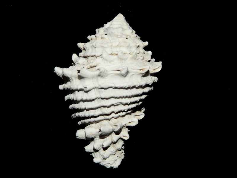 Hystrivasum hertweckorum 2 5/8”-Fruitville Member-Lot#16329 Hystrivasum hertweckorum 2 5/8”-Fruitville Member-Lot#16329