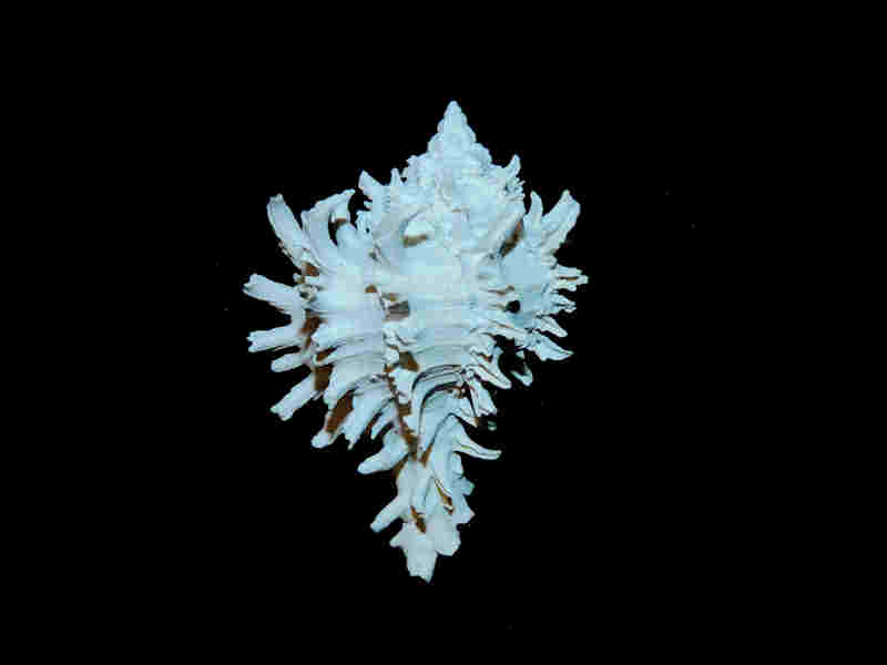 Hexaplex hertweckorum 1 3/4” or 42.68mm."Gorgeous Dwarf" Lot#17969 (image for) Hexaplex hertweckorum 1 3/4” or 42.68mm."Gorgeous Dwarf" Lot#17969
