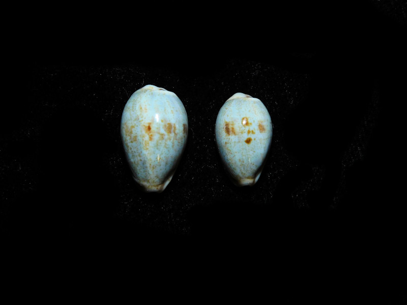 Purpuradusta gracilis hilda (2) 17.35mm. & 15.03mm. Lot#16841 Purpuradusta gracilis hilda (2) 17.35mm. & 15.03mm. Lot#16841