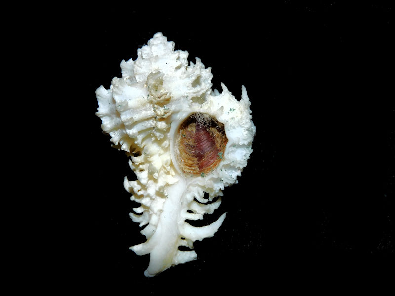 Favartia hilli 42.29mm. w/o "WORLD RECORD SHELL" #700060