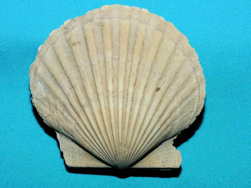 Carolinapecten corpulentus 3 1/8”& 78.01mm.Miocene Rare# 800001 Carolinapecten corpulentus 3 1/8”& 78.01mm.Miocene Rare# 800001