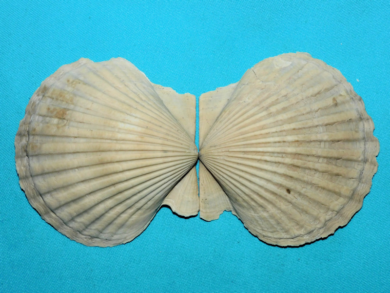 Carolinapecten corpulentus 3 1/8”& 78.01mm.Miocene Rare# 800001