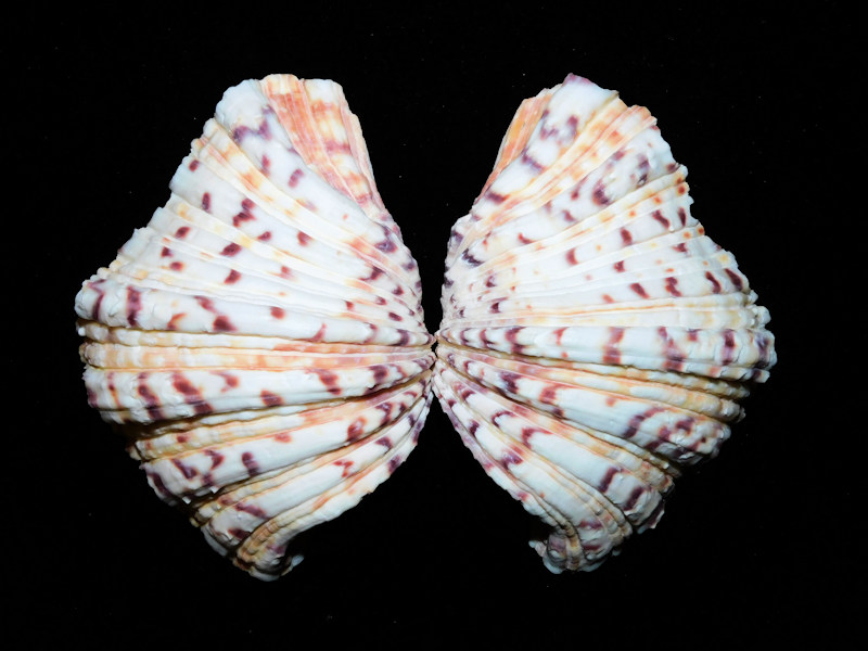 Hippopus hippopus 4 5/8” or 118.12mm. "Philippines" #700213 - Click Image to Close