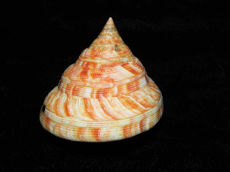 Mikadotrochus hirasei 72.21mm. x 71.67mm."Rare"#700007 Mikadotrochus hirasei 72.21mm. x 71.67mm."Rare"#700007