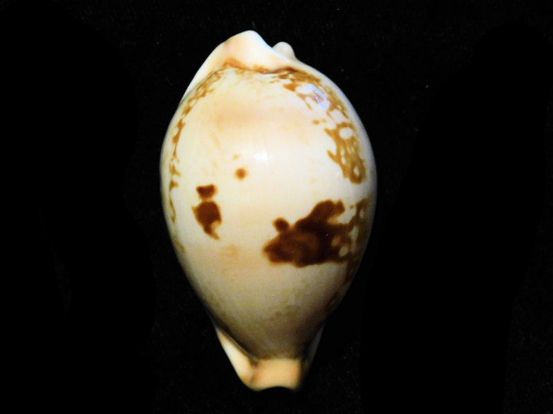 Austrasiatica hirasei f. philippina "Very Rare" LOT#901224JB (image for) Austrasiatica hirasei f. philippina "Very Rare" LOT#901224JB