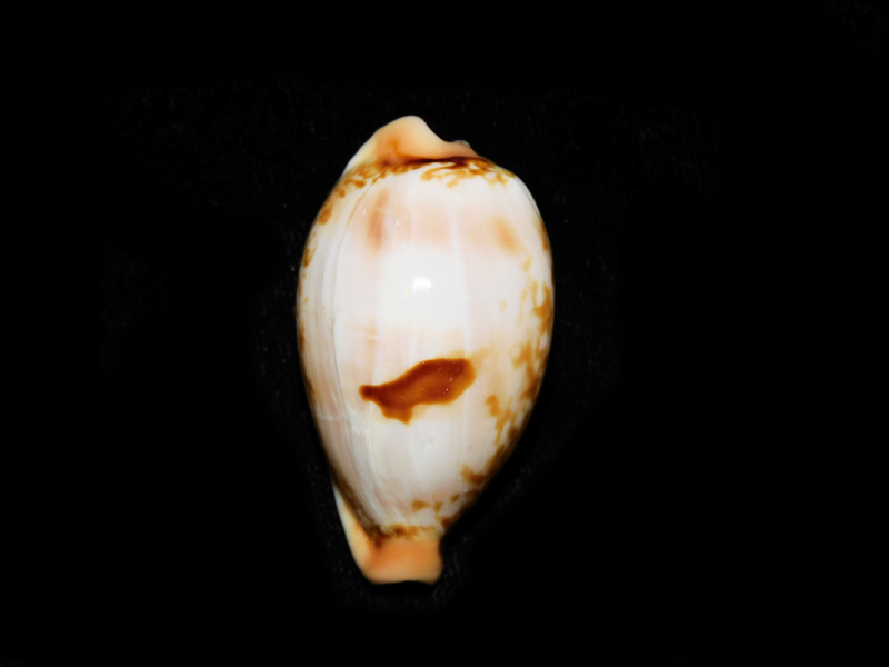 Austrasiatica hirasei 1 5/8” or 40.27mm. "Rare" #700238 Austrasiatica hirasei 1 5/8” or 40.27mm. "Rare" #700238