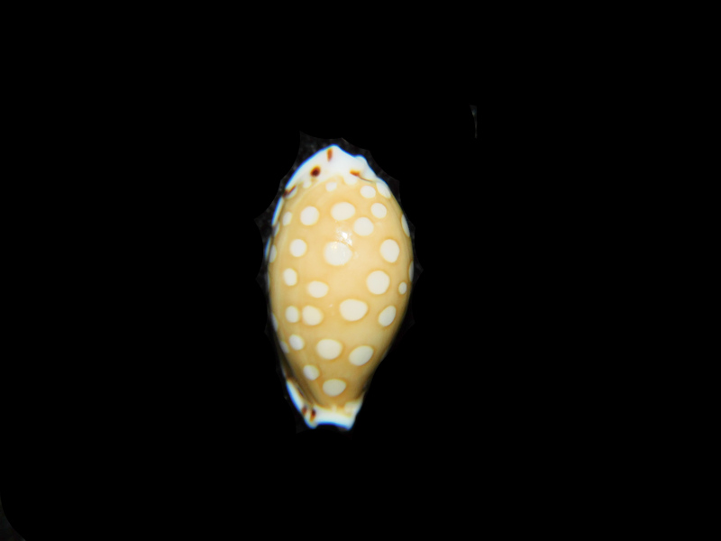 Cribrarula cumingii 15.34mm "Gem Beauty" LOT#901316JB (image for) Cribrarula cumingii 15.34mm "Gem Beauty" LOT#901316JB
