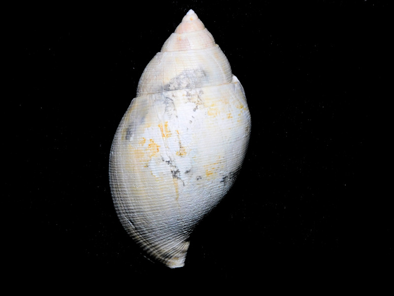 Sconsia hodgii 2 ½” or 61.61mm."Superb"#16897 Sconsia hodgii 2 ½” or 61.61mm."Superb"#16897